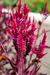 Similar image 21247191