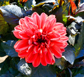 Similar image 21247262