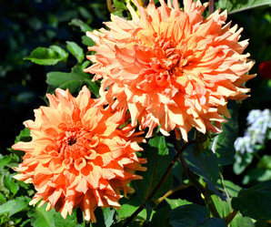 Similar image 21247264