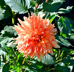 Similar image 21247267