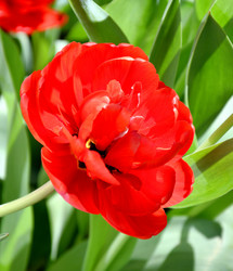 Similar image 21247270