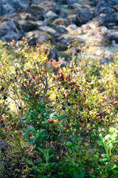 Similar image 21205934