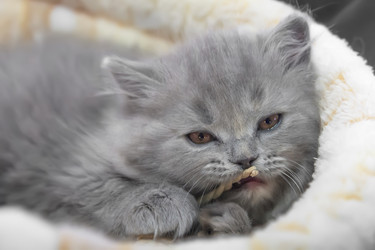 Similar image 21209103