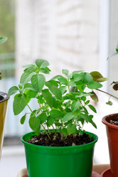 Similar image 21206731