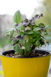 Similar image 21204477