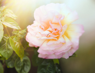 Similar image 21205152