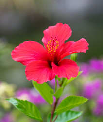 Similar image 21205185