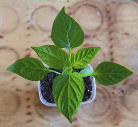 Similar image 21212581