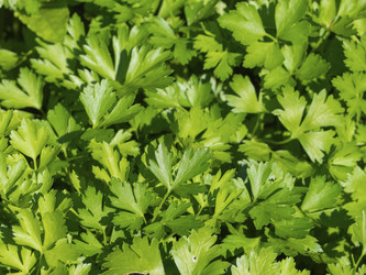 Similar image 21205529