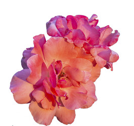 Similar image 21205530