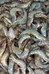 Similar image 21221222