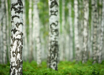 Similar image 21222501