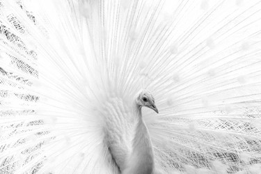 Similar image 21206104