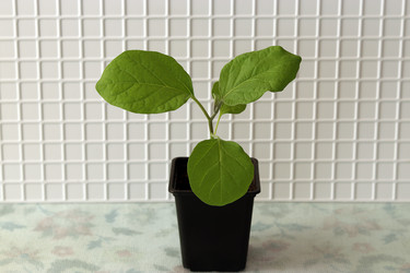 Similar image 21207779