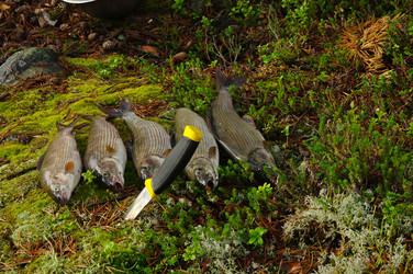 Similar image 21209545