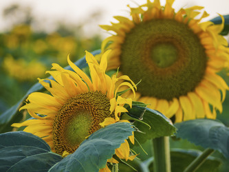 Similar image 21212610