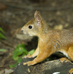 Similar image 21210206