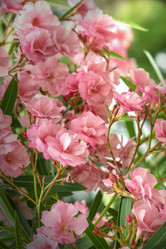 Similar image 21216735