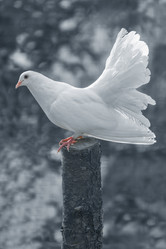 Similar image 21216742