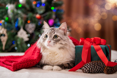 Similar image 21215432