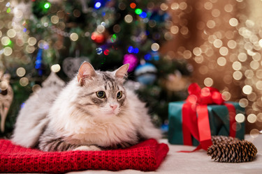 Similar image 21213502