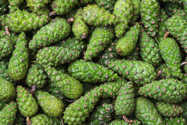 Similar image 21242596