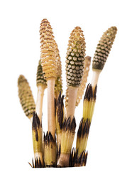 Similar image 21242659