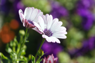 Similar image 21222649