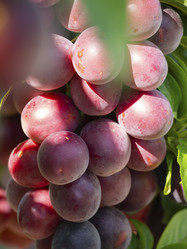 Similar image 21221901