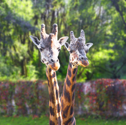 Similar image 21216382