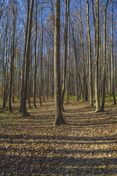 Similar image 21213487