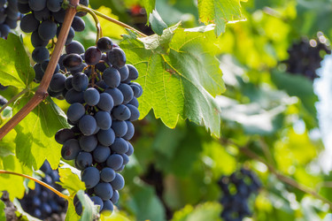 Similar image 21221931