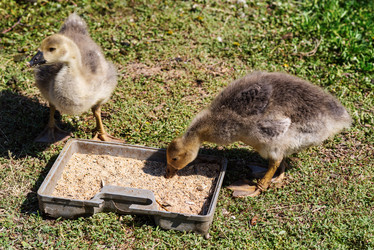 Similar image 21241518