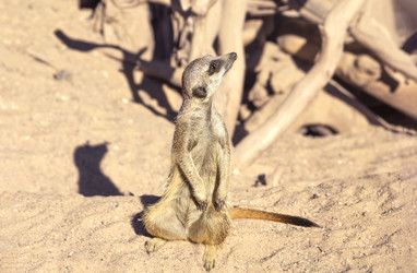 Similar image 21216393