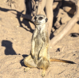 Similar image 21216394