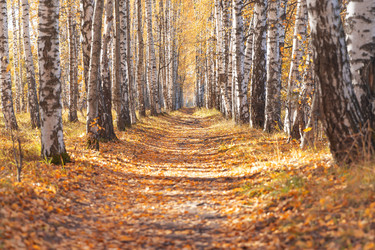 Similar image 21213833