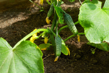 Similar image 21225931