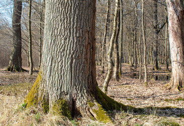 Similar image 21242010