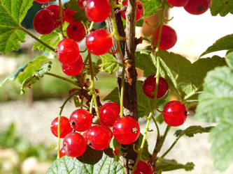 Similar image 21239713