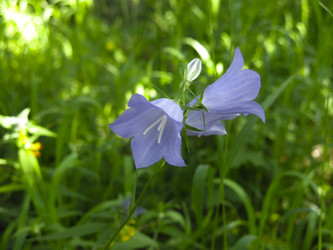 Similar image 21217340