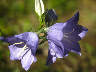 Similar image 21217350