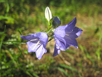 Similar image 21217352