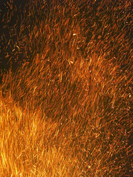 Similar image 21217529