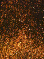 Similar image 21217541