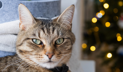 Similar image 21214954