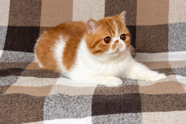 Similar image 21215131