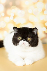 Similar image 21215135