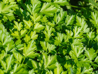 Similar image 21221846