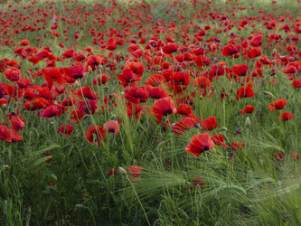 Similar image 21224427