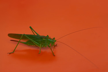 Similar image 21224192